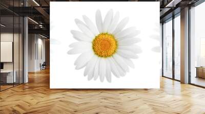 Daisy flower isolated on white background as package design element Wall mural