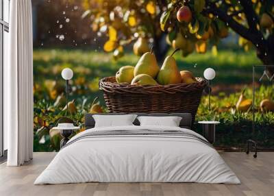 Ripe pears are gathered in a wicker basket under a pear tree on a sunny day Wall mural