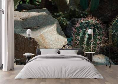 Small prickly cactus among stones Wall mural