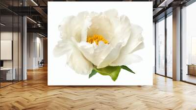 terry white peony flower isolated Wall mural