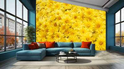 Terry yellow chrysanthemums bloom on a flowerbed in a park close-up. autumn chrysanthemum flowers in the garden background. Beautiful bright autumn flowers top view. Wall mural