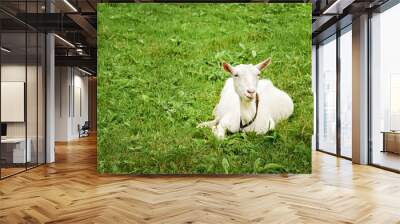 White goat on the grass. Resting goat in a meadow. White goat resting on a green lawn. Wall mural