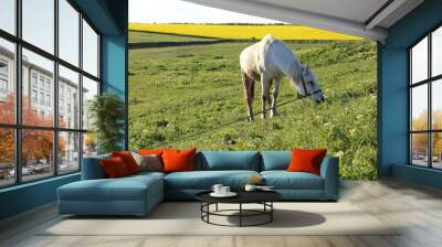 white horse walking in the meadow in summer Wall mural