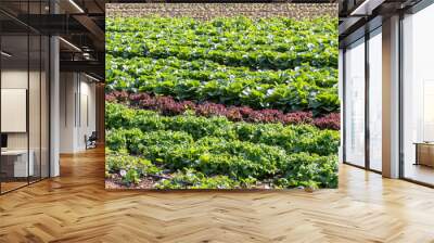 The lettuce growing in the field Wall mural