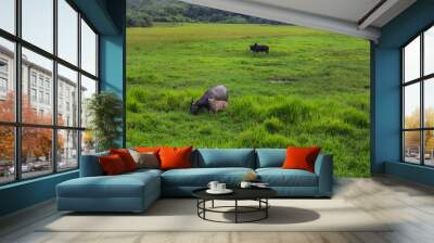 Buffalo eating grass in the fields Wall mural