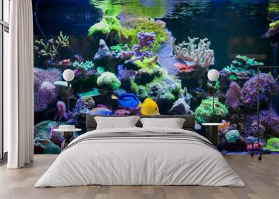 Home Coral reef aquarium Wall mural