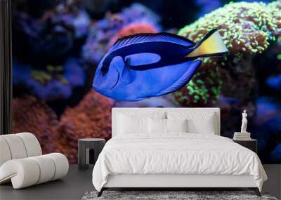 Paracanthurus hepatus, Blue tang  in Home Coral reef aquarium. Selective focus. Wall mural