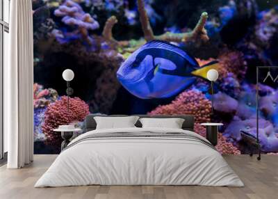 Paracanthurus hepatus, Blue tang in Home Coral reef aquarium. Selective focus. Wall mural