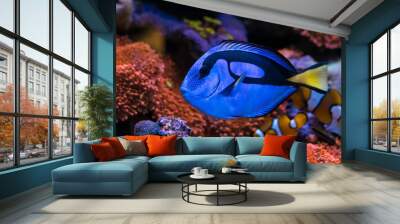 Paracanthurus hepatus, Blue tang  in Home Coral reef aquarium. Selective focus. Wall mural