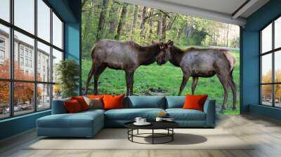 two elk Wall mural