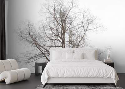 Dry tree isolated on white background Wall mural