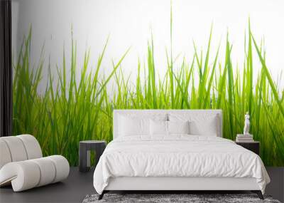 Green grass, slender leaves. White background. Wall mural