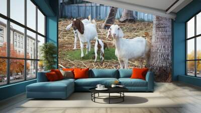 Many goats are eating grass on a farm. Wall mural