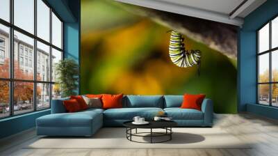 Monarch  Caterpilar Hanging Wall mural