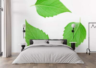 leaf on white background Wall mural