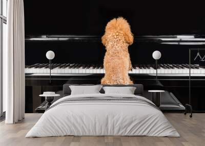 Concept of cute poodle dog playing upright grand piano Wall mural