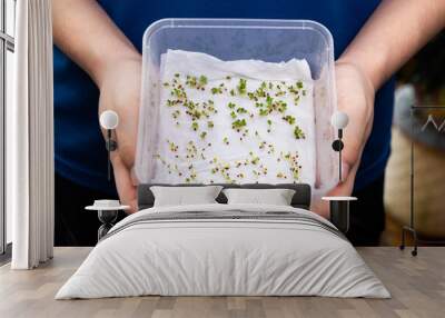 person showing germinated seeds in moist water soaked kitchen towel within box Wall mural