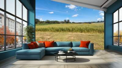 Grass field and sky Wall mural