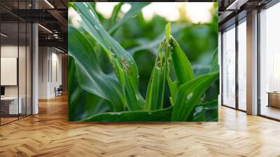 Corn leaves have holes Eaten by farm pests and white-bellied planthoppers. Wall mural