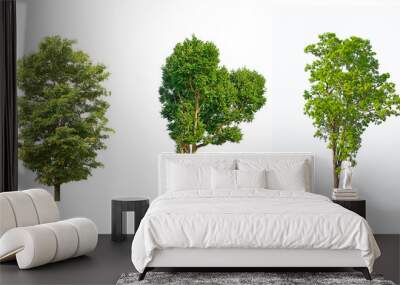 green tree isolated on white background Wall mural