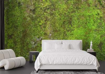 Close up of green moss texture on wall for background.  Wall mural