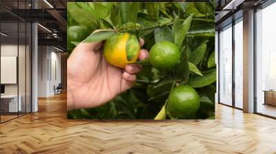 Close up of orange trees in the garden Wall mural