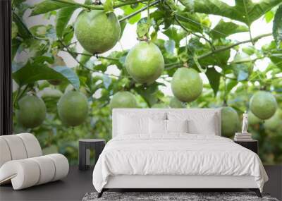 Lots of raw and fresh passion fruit in garden, passion fruit farm Wall mural