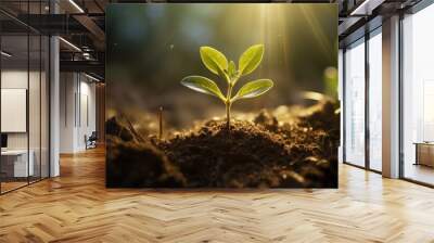 Close-up macro photo of a young green tree plant sprout growing up from the black soil the morning sunlight. Growth new life concept. Wall mural