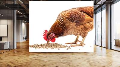 A chicken is eating food on a white background Wall mural