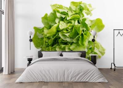 Fresh Organic Green Oak Lettuce isolated on white background with clipping path. Fresh green oak lettuce has high fiber and vitamin, sweet taste and good for salad. Wall mural