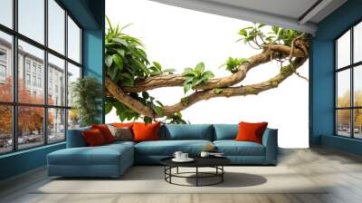 twisted jungle branch growing plants on a transparent background Wall mural