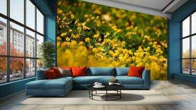 field of yellow flowers Wall mural