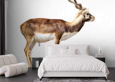 Blackbuck on a white background. Wall mural