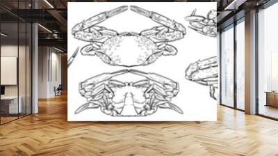 Crab vector set, Hand drawn vector illustration, Collection of realistic sketches various crabs Wall mural