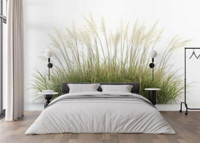 Bush of blooming ornamental grass isolated on white background  Wall mural