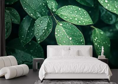 Close-up of lush green leaves with water droplets, capturing the essence of a fresh, dewy morning. Ideal for nature and botanical themes. Wall mural