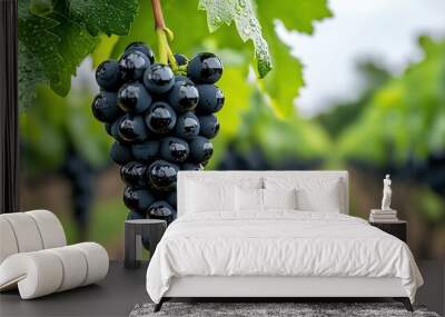 A single cluster of black and green grapes with water drops, hanging from a vine in a vineyard Wall mural