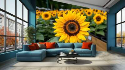 Sunflowers, towering heights, majestic blooms stand tall as symbols of summerâ€™s glory Wall mural