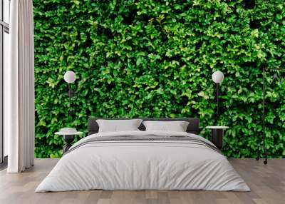 Panorama Green leaves wall texture for backdrop and background Wall mural