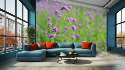 Beautiful colorful flowers with green leaf background	 Wall mural