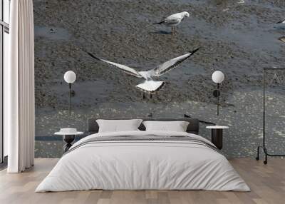 Seagulls flying over the sea. Pier on background Wall mural