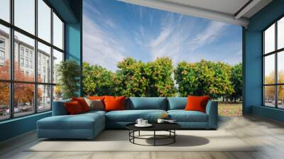 Mango field,mango farm with  blue sky background.Agricultural co Wall mural