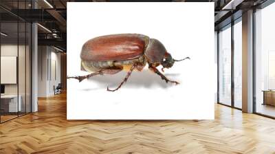 Beetle isolated on white background. Wall mural