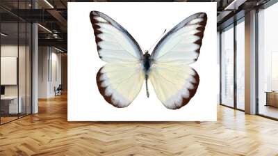 butterfly yellow spotted isolated on white background Wall mural