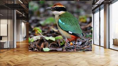 Fairy Pitta Bird Wall mural