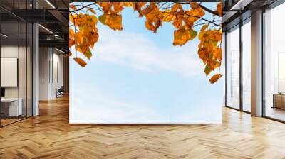 Autumn yellow leaves of linden tree in autumn park. Fall background Wall mural