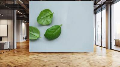 Basil leaves on gray background. Healthy food or cooking concept. Copy space Wall mural