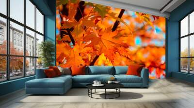 Red maple leaves in autumn season with blue sky background. Selective focus Wall mural