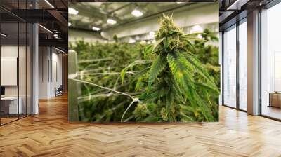 Marijuana Farm Fields of Cannabis Wall mural