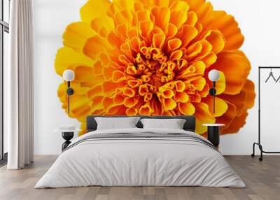 beautiful yellow marigold flower isolated on transparent background, Generative ai Wall mural